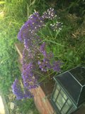 Purple Geranium and Black Lantern