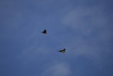 Duel of the Skies