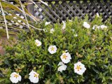 White Daisy in a Wild Garden