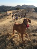 Walking the Hillside