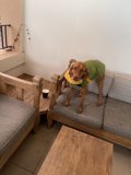 Green Jacket Dog on the Santa Fe Couch