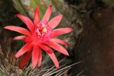 Brilliant Blooms