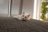 Lazy Day for an Adult Cat