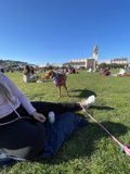 Park Day with my Furry Friend