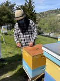 Tending to the Bees