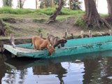 Canine Companions on the High Seas