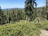 A Breathtaking View of the Evergreen Forest