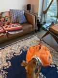 Man's Best Rug