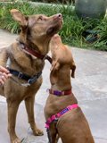 Two Canines Enjoying the Outdoors on a Stone Patio