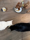 Furry Friends Dining Together on Hardwood Floor