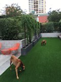 Playtime in the Backyard