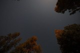 Starry Night Sky Through Pine Forest Canopy
