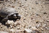 Desert Slowpoke