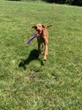 Vizsla's Victory Run