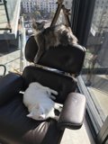 Feline Relaxation Spot