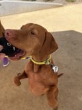 Playful Pup on a Stroll
