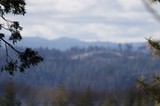 Misty Mountain Vista Through Pine Branches