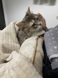 Cozy Lap Companion