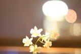 Blooming Beauty