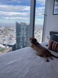 Urban Pooch Takes a Break