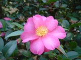 Pink Flower with a Sunny Center