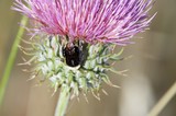 Bumblebee Foraging on Purple Thistle Bloom