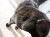 Curious Black Cat