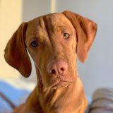 Brown Vizsla with a Big Nose