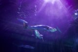 Underwater Symphony in Purple Hues