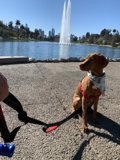 A Furry Friend by the Fountain
