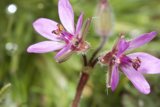 Purple Geraniums in Bloom