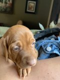 Puppy Love