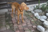 Proud Pup on Path