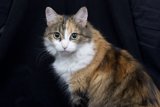 Calico Cutie
