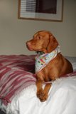 The Coziest Canine Retreat
