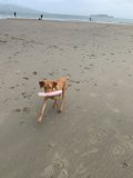 Beach Fun with Furry Friends