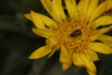 Bug on a Sunny Daisy