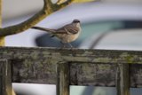 Sparrow Sentry at Fort Mason, 2023