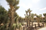 Joshua Trees in front of YV House