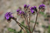 Lavender Bloom