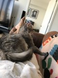 Feline Companionship