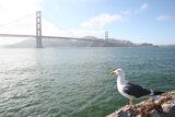 Seagull on a Promontory