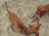 Tug of War Canine Fun