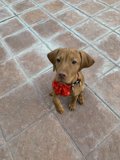 Puppy Paws on Pathway