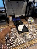 Furry Friends: Canine and Feline Playtime