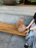 A Woman and Her Furry Companion