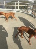 Two Dogs Taking a Stroll in the Santa Monica Mountains