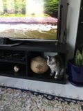 Feline Entertainment Center