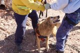 Rocky Rescue
