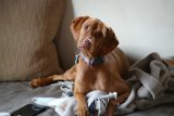 Cozy Canine on the Couch